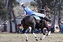 Abbott Grills from the NSW Senior Men's leans back to receive a pass during a match against the Northern Territory as part of the Australian Polocrosse National Championships in Albury on Thursday 21 April 2016. Photo: Andrew Meares