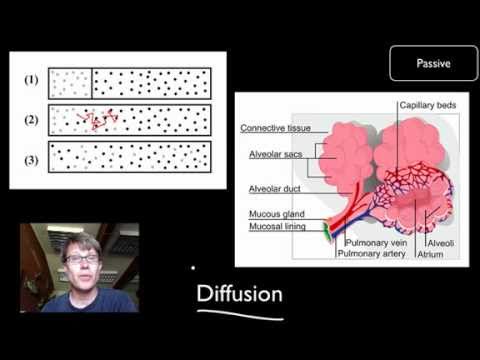 Transport Across Cell Membranes