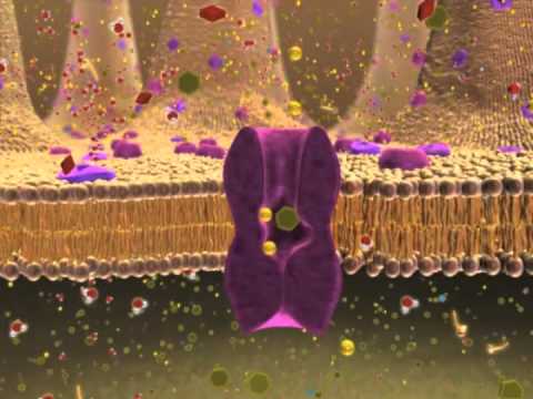 Biology 1, Lecture 7: Cellular Membranes