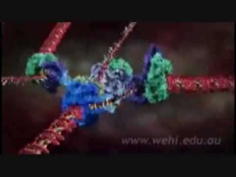 DNA Replication