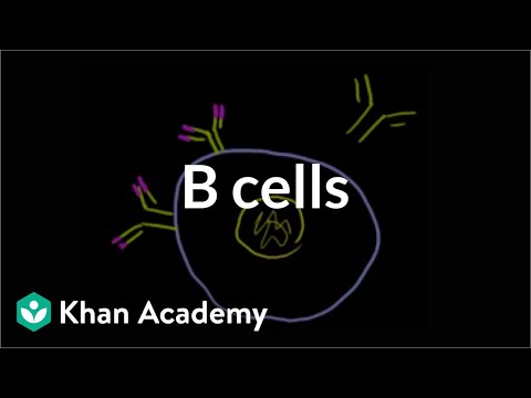 B Lymphocytes (B cells)