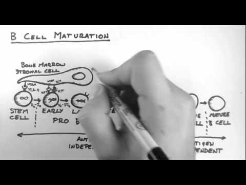 B Cells 3 - Maturation