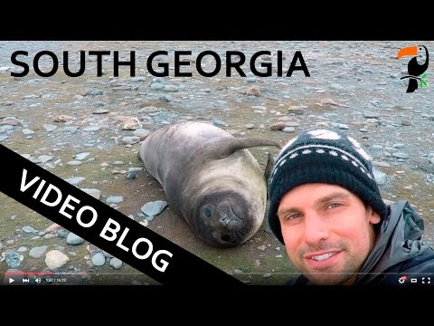 Video Blog - South Georgia and the Falkland Islands