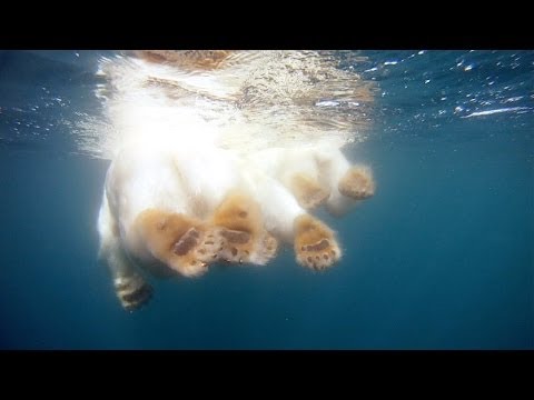 GoPro: Polar Bears - The Quest for Sea Ice