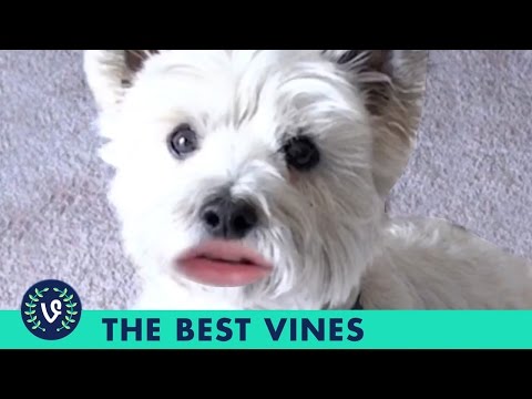 Best Vines of September 2015 Vine Compilation | Part 5