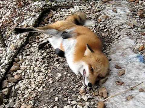 Chuckles the Red Fox