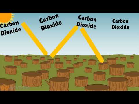 Deforestation Effects on Climate