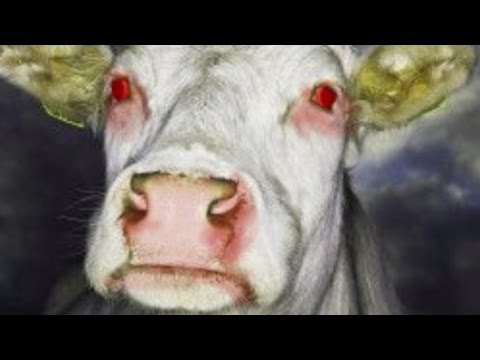 Mad Cow Disease