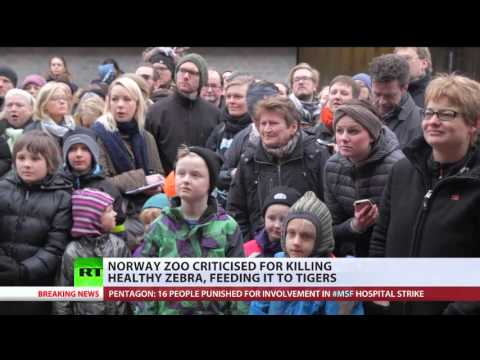 Norway zoo criticized for killing zebra and feeding it to tigers (DEBATE)