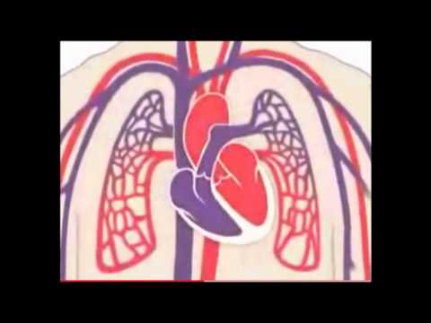 Sistema Cardiovascular