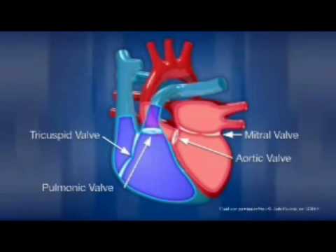 INTRO TO THE CARDIOVASCULAR SYSTEM.wmv