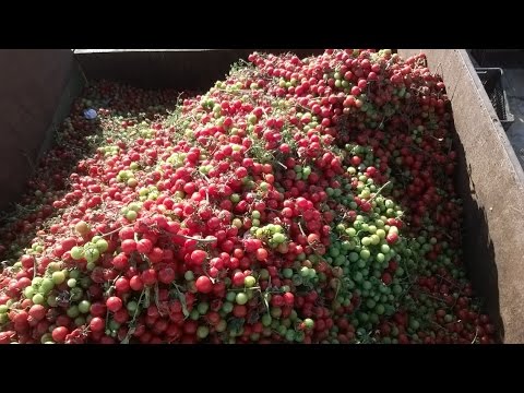 Tomates ISRAEL - super tomato yield - High-tech agriculture