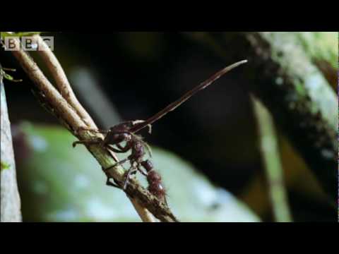 Cordyceps: attack of the killer fungi - Planet Earth Attenborough BBC wildlife