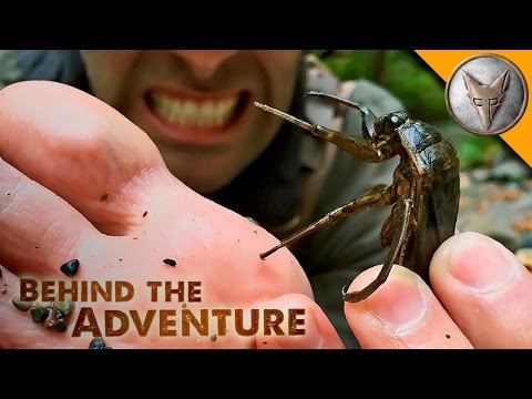 TOE-BITER! Giant Water Bug!