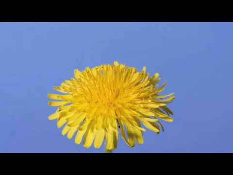 Time lapse Dandelion flower to seed head