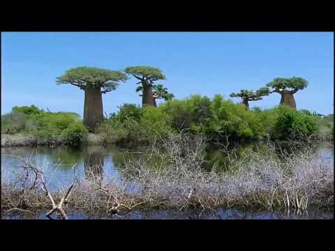 The Baobab Trees (Madagascar)