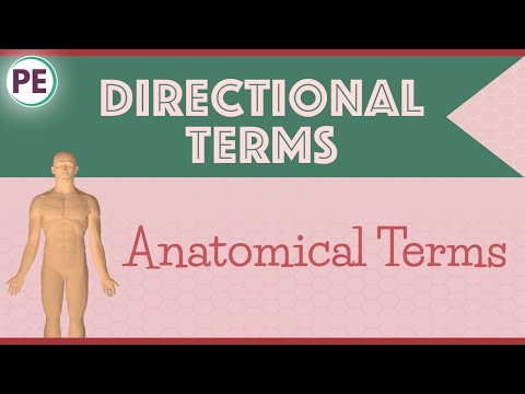 Anatomical Directional Terms