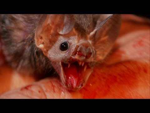 World's Weirdest - Vampire Bats