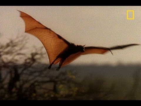 Meet the World's Biggest Bat