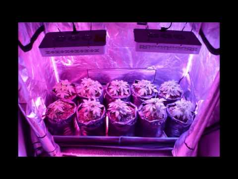 How I grow Marijuana indoors