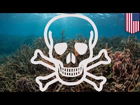 Climate change: Marine life threatened as ocean oxygen levels drop - TomoNews