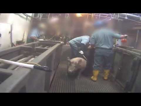 Hormel: USDA-Approved High Speed Slaughter Hell