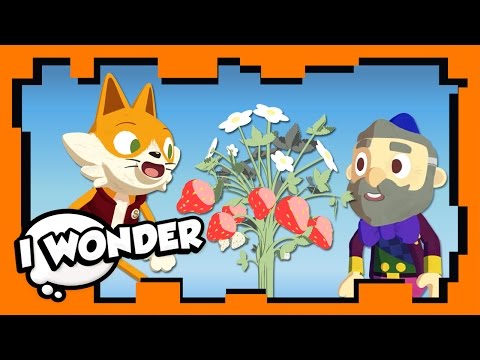 I Wonder - Episode 6 - Stampylonghead (Stampy Cat) and Wizard Keen - WONDER QUEST