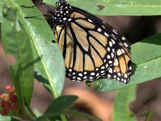 Police Seek Butterfly Bandit