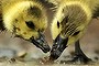 Goslings feed near the Schuylkill River on Tuesday, May 3, 2016, in Philadelphia. (AP Photo/Matt Rourke)