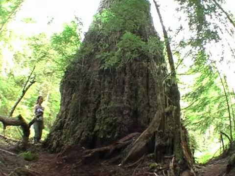 World's Largest Douglas-fir Tree - The Red Creek Fir!