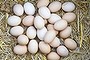 Many egg producers have been fined for misleading free range eggs claims.