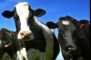 Between February 2014 and March 2016, New Zealand dairy prices slumped 56 per cent.