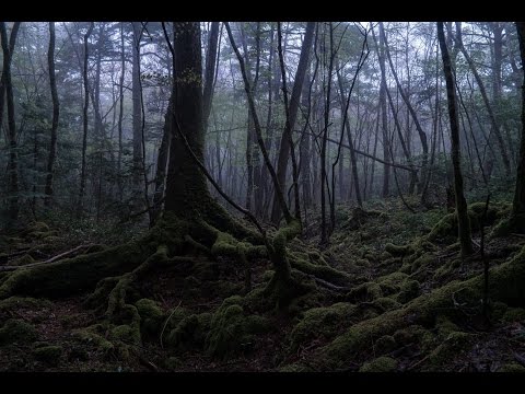 EXPLORING Suicide Forest | Aokigahara, Japan ( 青木ヶ原 )