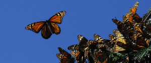 Monarch Mexico Butterflies