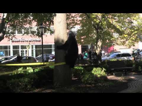 Bear visits the Morristown Green, 1 of 6