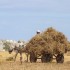 A family member working on the land in Khuzaa