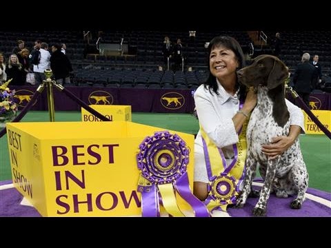 Meet C.J., the 2016 Westminster Best in Show Winner