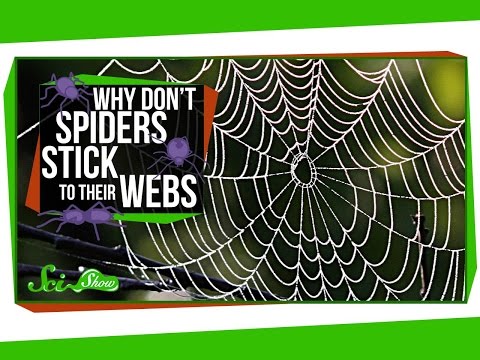 Why Don’t Spiders Stick to Their Webs?