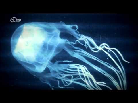 Attack Of The Giant Jellyfish (Documentary)