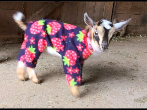 Goat Babies in Pajamas!