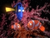 Finding Nemo (2012) photo