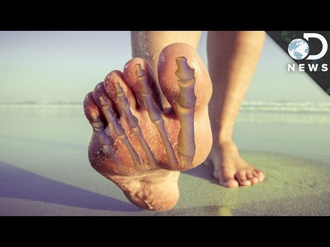 Why Did Our Toes Evolve To Look So Weird? #AskDNews