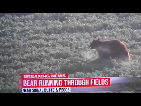 Breaking News? A Wild Bear on the loose in  Phoenix, AZ