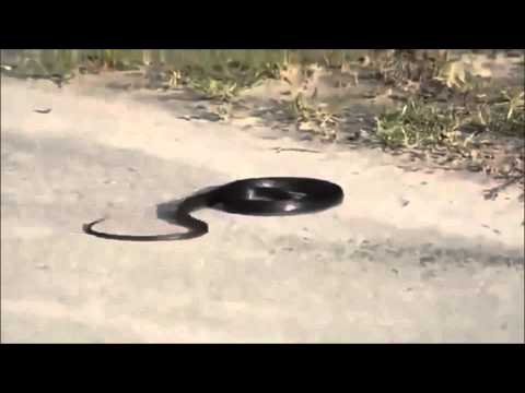 Weird Snake Goes Crazy And Kills Itself