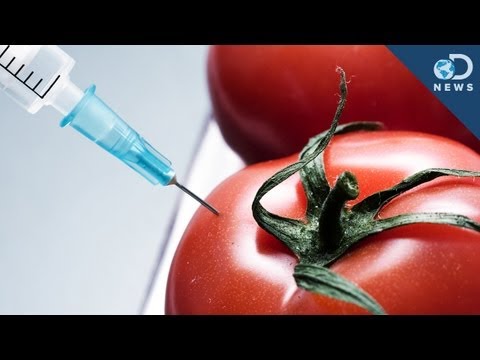 What's the Deal with Genetically Modified Food?