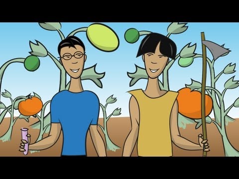 What Is a Genetically Modified Food? - Instant Egghead #45