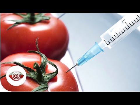 How Dangerous Are GM Foods?