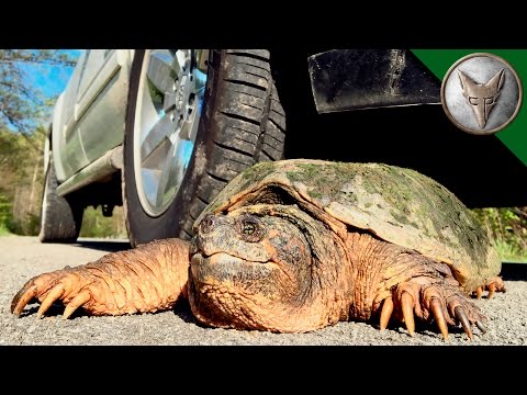 STOP! Save this Turtle?