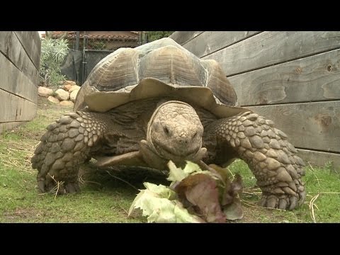 Amazing Animal Facts!: Turtle Power