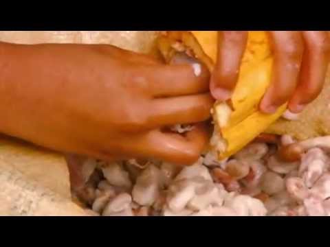 How its Made: Cocoa Beans